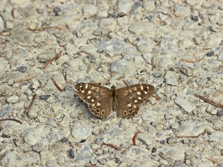 Waldbrettspiel (Pararge aegeria) 