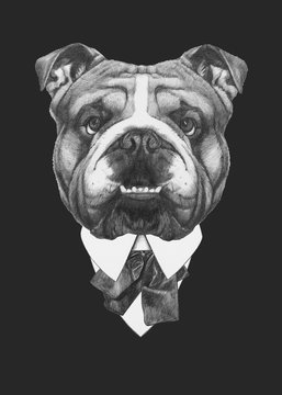 Portrait of English Bulldog in suit. Hand drawn illustration.