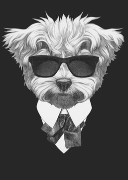 Portrait of Maltese Poodle in suit. Hand drawn illustration.