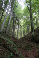 Le foreste Casentinesi