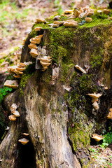 Fototapeta premium tree stump with mushrooms and moss