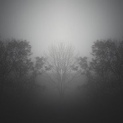 Obraz na płótnie Canvas création avec effet de symétrie, arbres dans la brume