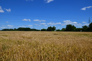 Zboże © KrólestwoNauki