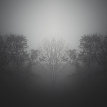 Fototapeta création avec effet de symétrie, arbres dans la brume