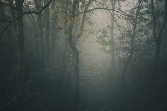 forêt dans la brume