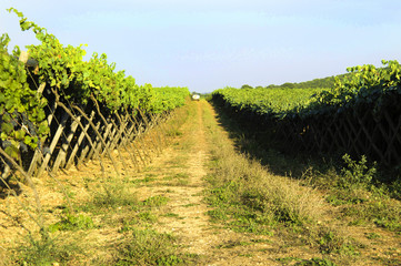 Fototapeta na wymiar Italian wine Puglia vineyard