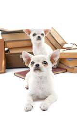 Adorable chihuahua dogs and heap of books isolated on white