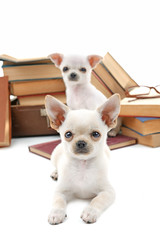 Adorable chihuahua dogs and heap of books isolated on white