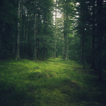 Fototapeta forêt verdoyante