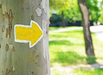 Bright arrow on tree outdoors