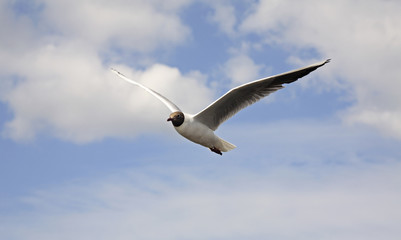 Seagull in Kargopol. Russia