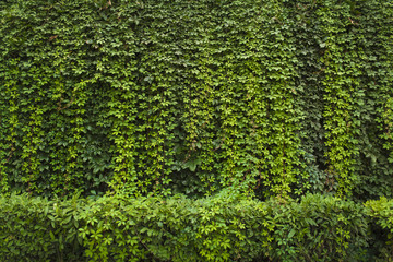 Green ivy Background