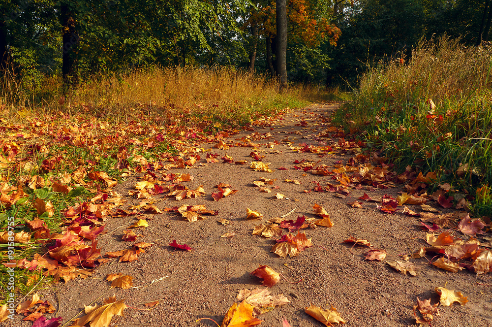 Wall mural maple leaves covering the forest ground