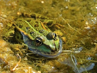 Teichfrosch (Pelophylax esculentus) zwischen Wasserschlauch (Utricularia vulgaris)