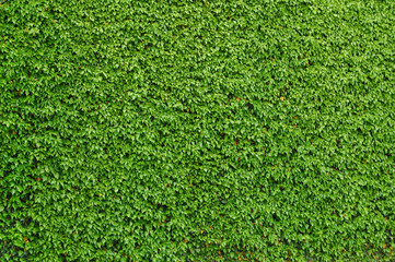 Ivy covered a brick wall