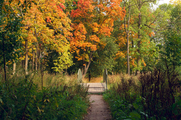 Fototapeta na wymiar Wooden bridge in the autumn forest