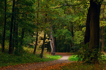 dark forest and a road