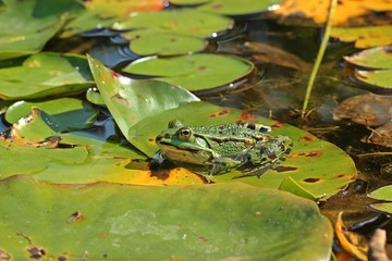 Teichfrosch (Pelophylax esculentus) zwischen Seerosenblättern
