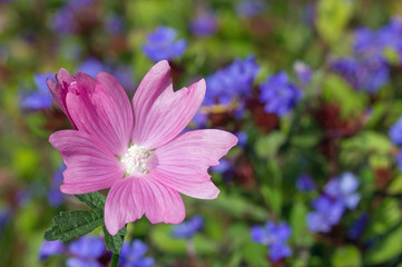 Fototapeta premium Closeup of Pink Musk Mallow with Leadwort In the Background
