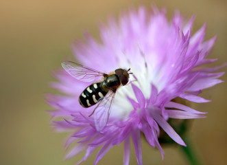 Fototapeta premium striped midge