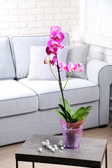 Beautiful lilac orchid in pot on table in room