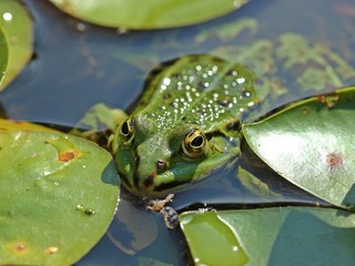 Teichfrosch (Pelophylax esculentus) zwischen Seerosenblättern
