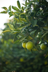 Апельсины растут на дереве летним днём