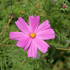 Obraz premium Schmuckkörbchen