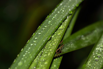 Wassertropfen auf Schilf