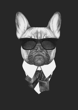 Portrait of French Bulldog in suit. Hand drawn illustration.