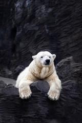 Obraz premium White bear on the rocks, Lying polar bear situated on a rock
