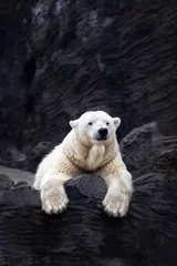 Foto op Canvas Witte beer op de rotsen, Liggende ijsbeer op een rots © Baranov
