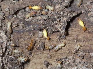 termite nests