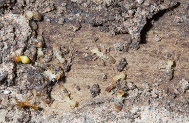 termite nests