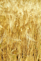 Beautiful summer field