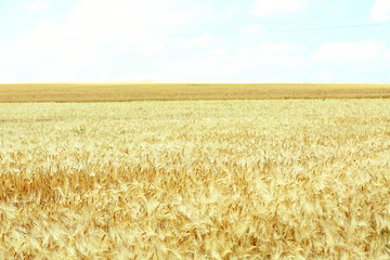 Fototapeta premium Beautiful summer field