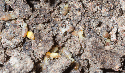 termite nests