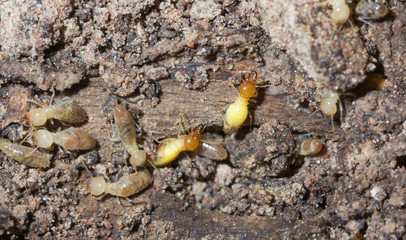 termite nests