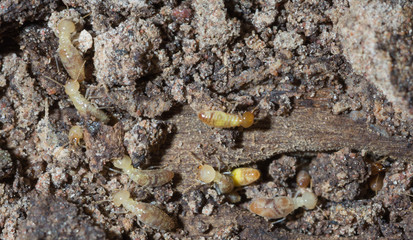termite nests