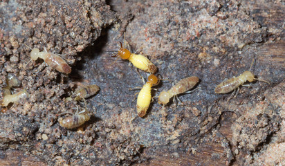 termite nests
