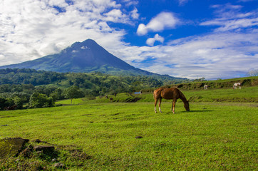 Vulcano Arenal - Horses on pasture