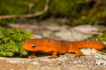 Obraz premium Red Eft