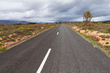 Carretera rodeada de Vegetacion en Primavera