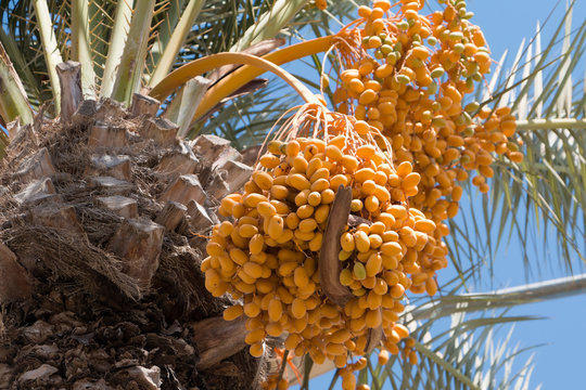 Cluster of dates on the palm tree