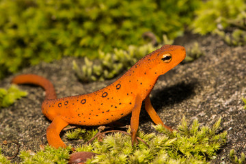 Red Eft