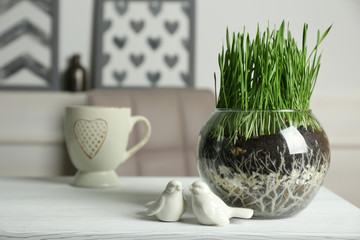 Transparent pot with fresh green grass on table