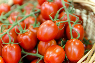 red tomatoes on a branch