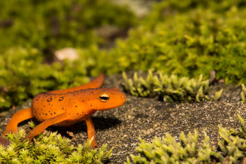 Red Eft