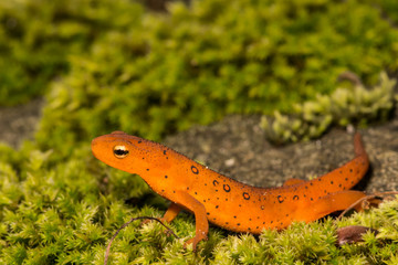 Red Eft
