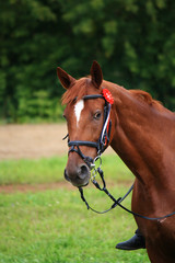 Портрет рыжей лошади с вопросительным взглядом на фоне зеленых листьев